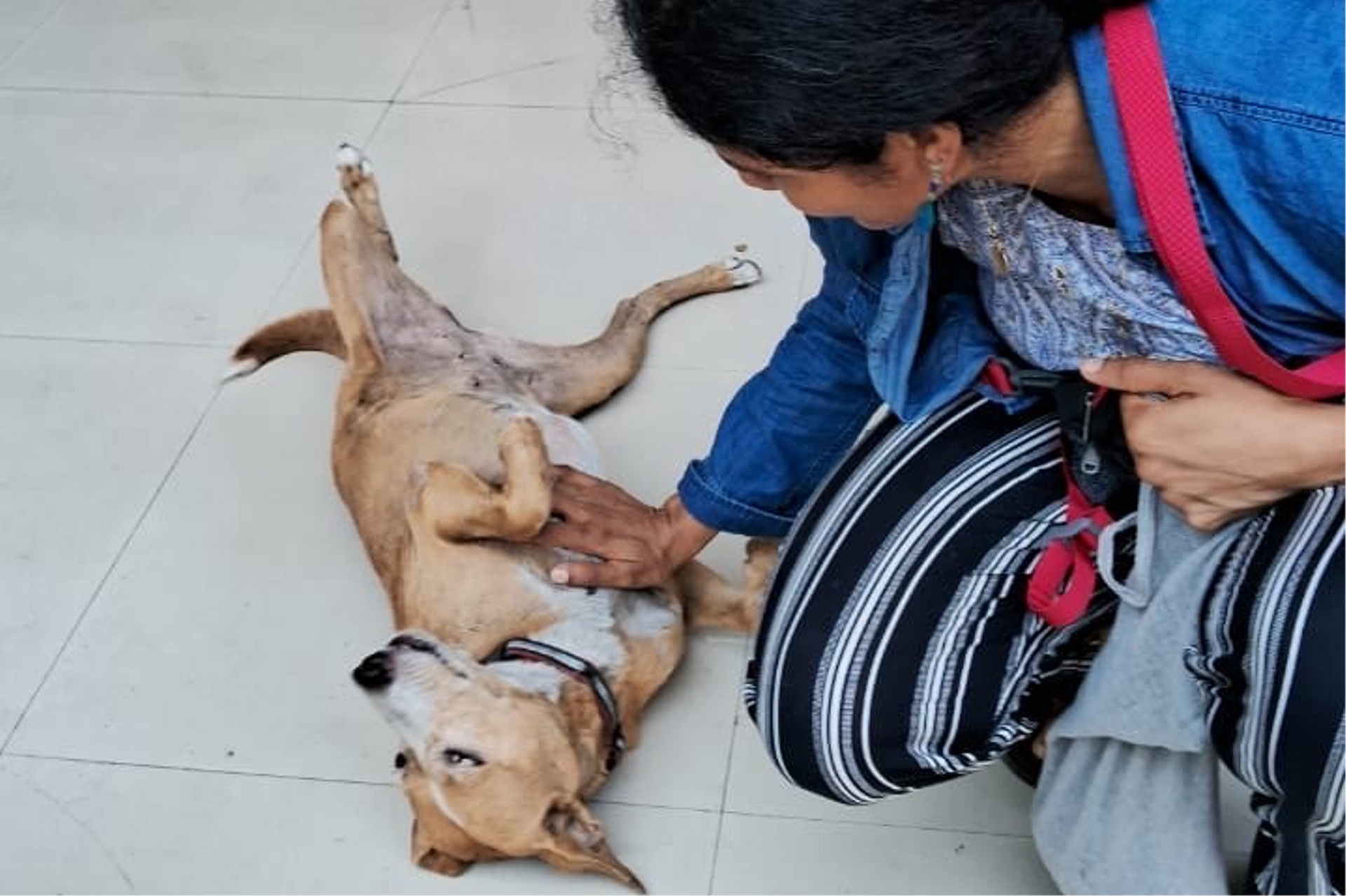 dog getting scritches